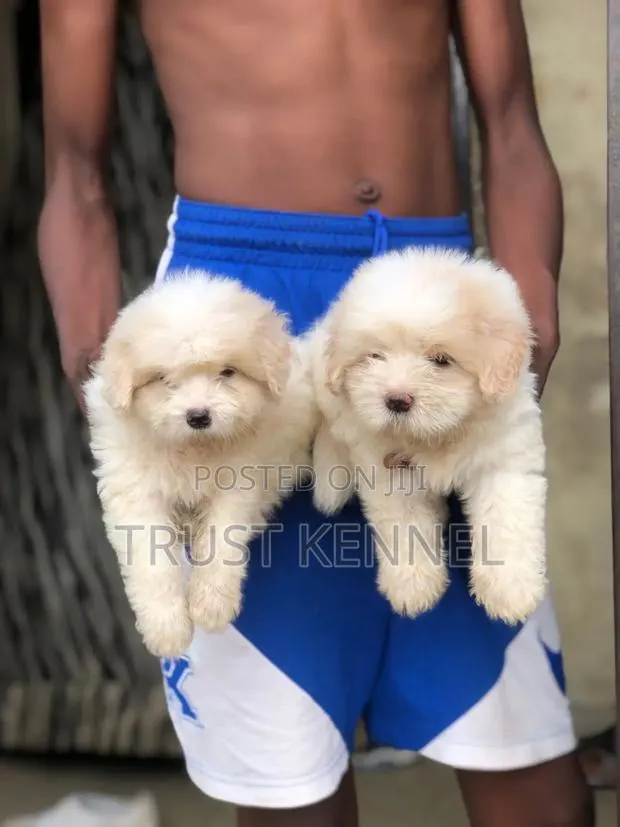 1-3 months Male Purebred Maltese · Photo 1
