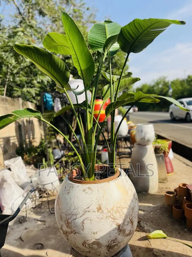 Flower Pot and Plant for Sale · Photo 1