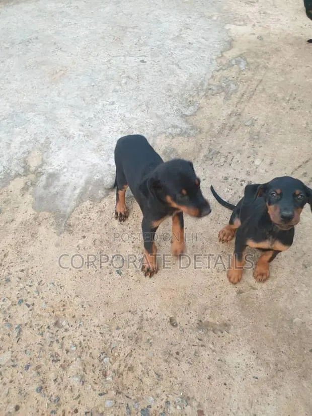 1-3 months Male Purebred Doberman Pinscher · Photo 1
