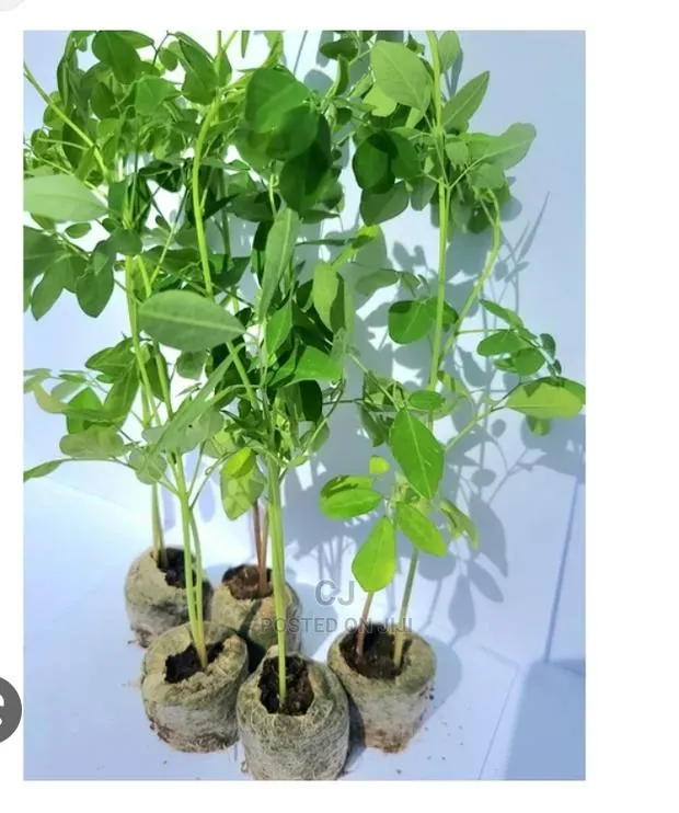 Moringa Seedlings for Sale · Photo 1