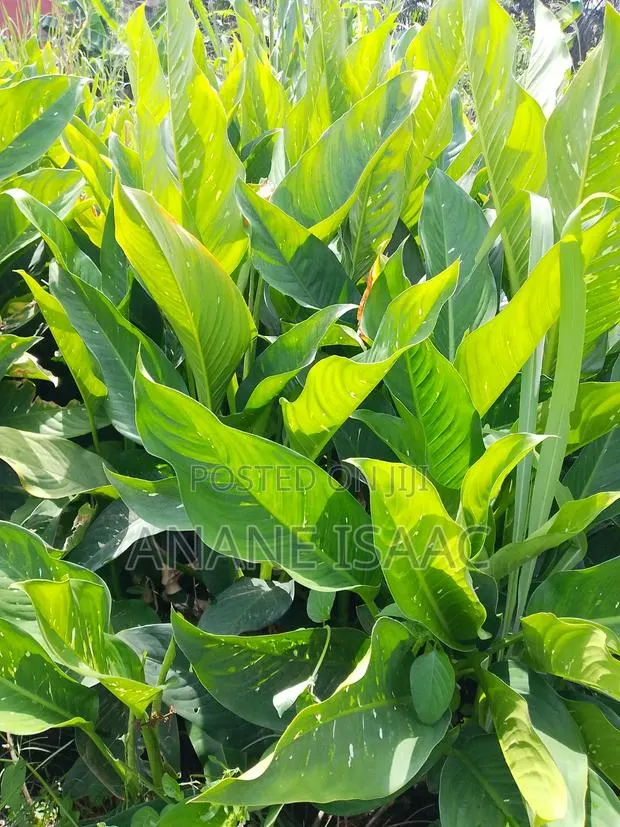 Dumb Cane Flowers · Photo 1