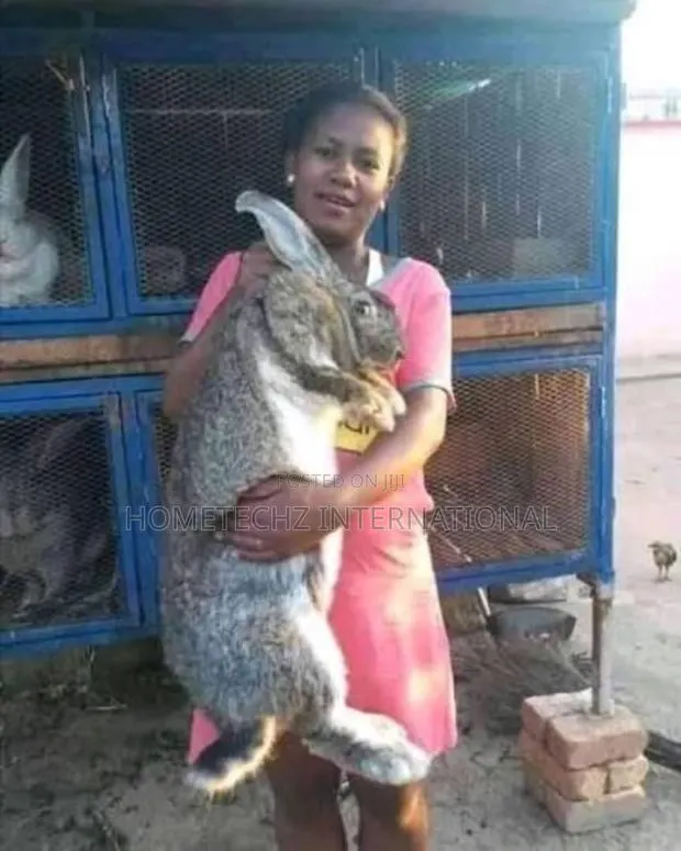The Rabbit Specie Almost Bigger Than Goats · Photo 3