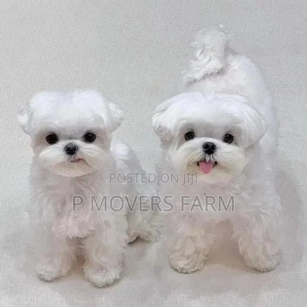 1-3 months Male Purebred Poodle · Photo 1