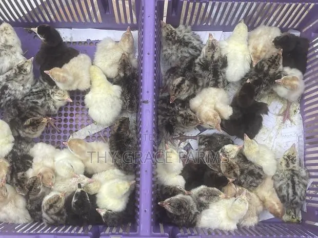 Day Old Turkeys for Sale Every Week · Photo 1