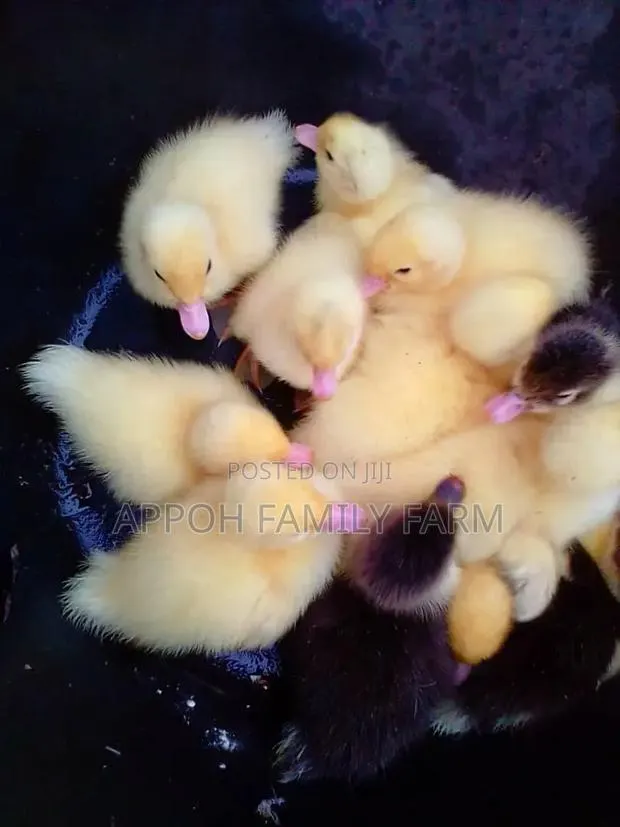 Foreign Muscovy Ducklings · Photo 1