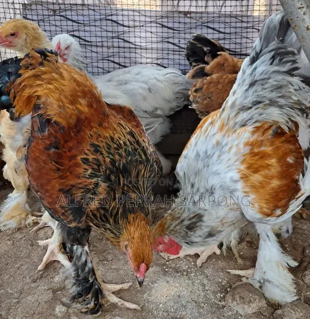 Brahma Chickens for Sale in Accra, Dansoman · Photo 3