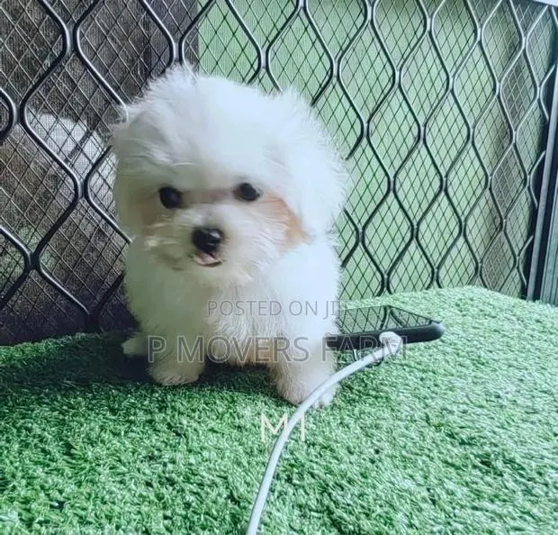 1-3 months Male Purebred Maltese · Photo 1