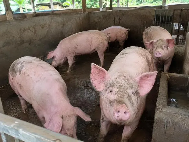 Live Pigs and Frozen Pigs for Sale (40cedis =1kg) · Photo 2