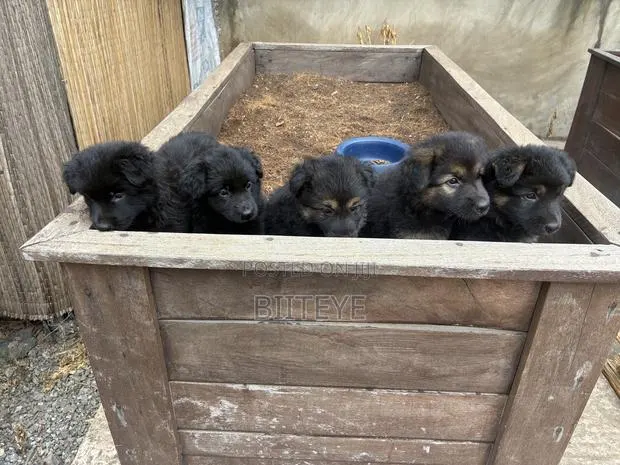 1-3 months Female Purebred German Shepherd · Photo 1