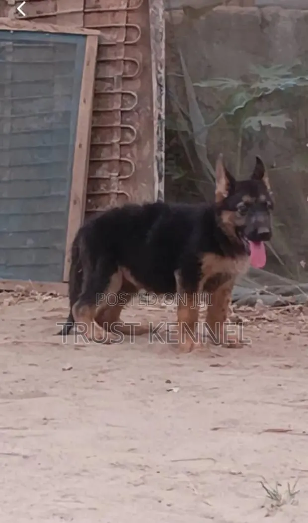 1-3 months Male Purebred German Shepherd · Photo 1