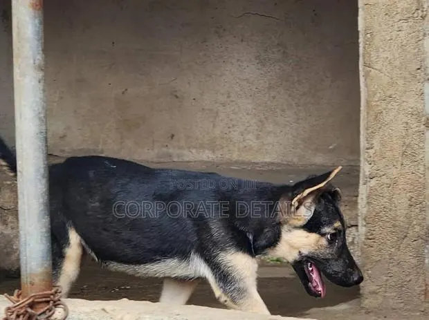 1-3 months Female Purebred German Shepherd · Photo 1