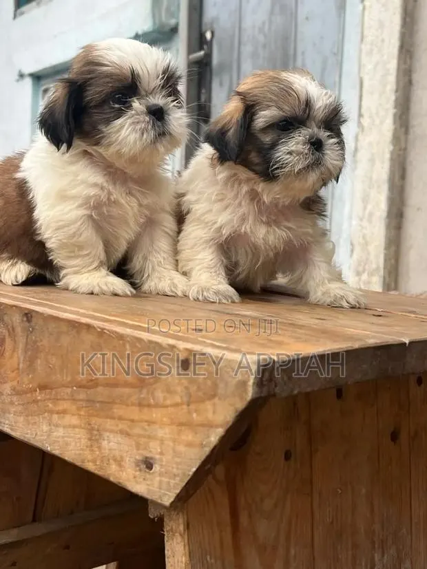 1-3 months Female Purebred Shih Tzu · Photo 1