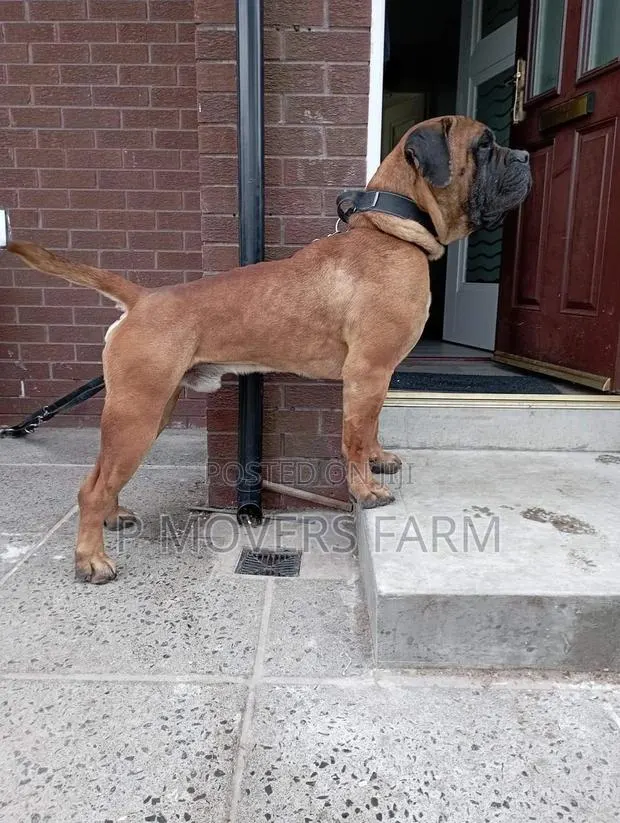 1-3 months Female Purebred Boerboel · Photo 1