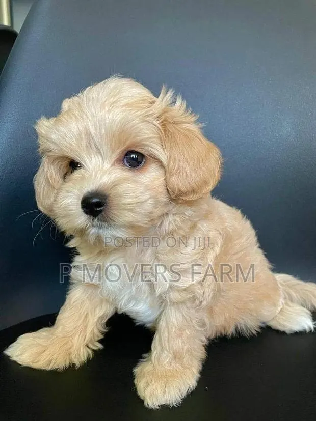 1-3 months Male Purebred Poodle · Photo 1