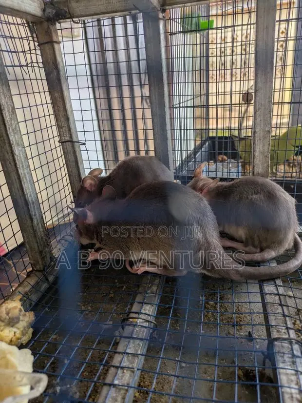 Local Giant Pouched Rat Read the Description · Photo 2