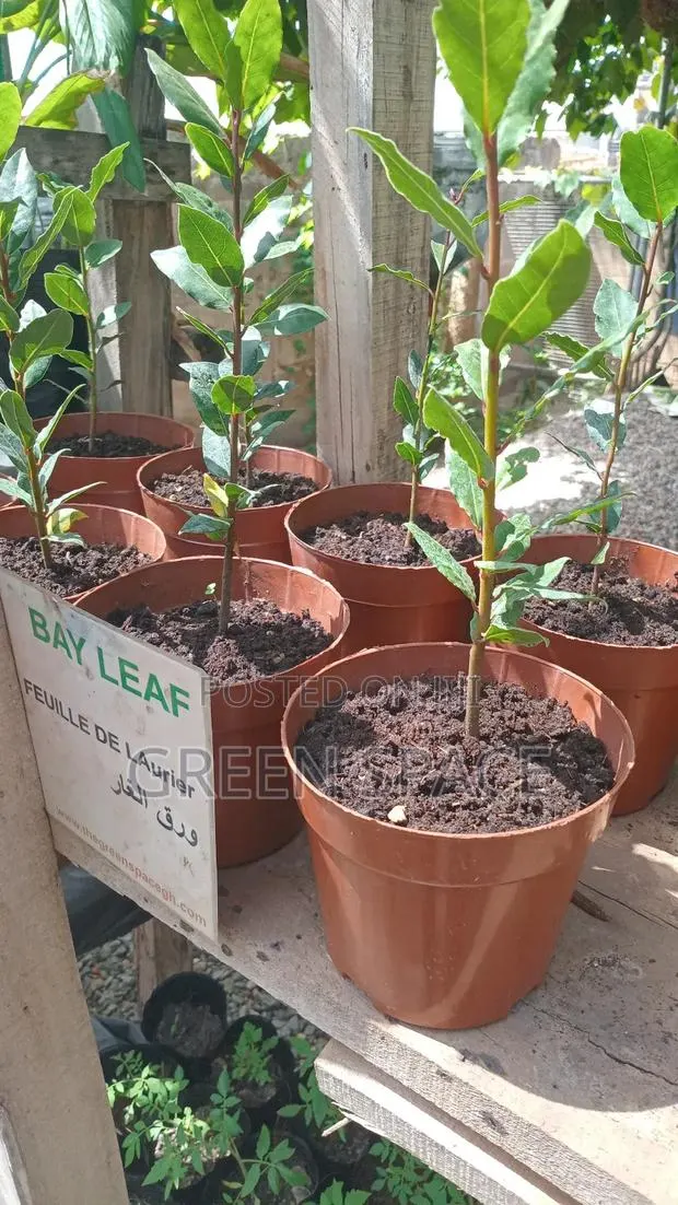 Potted Bay Leaf Plant · Photo 1