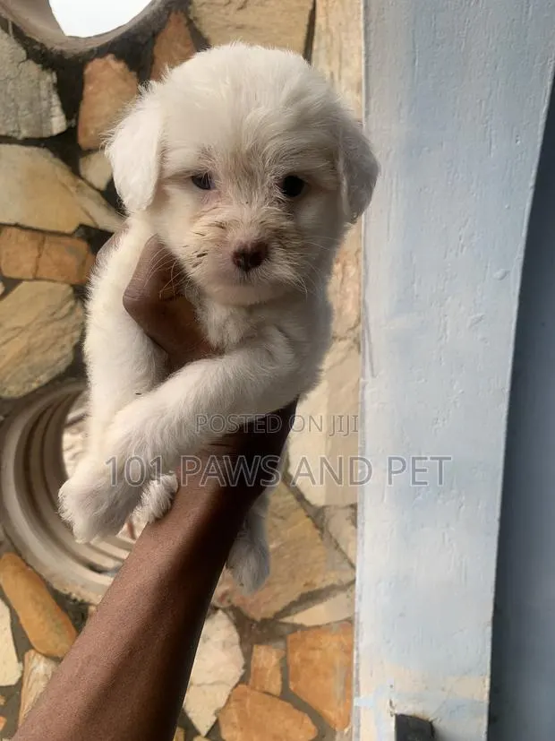 1-3 months Female Purebred Poodle · Photo 1
