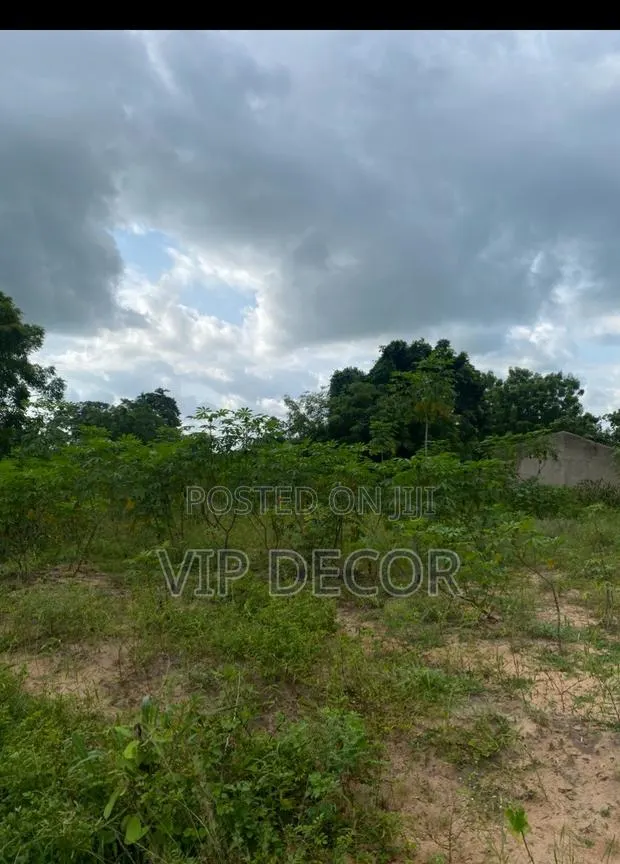 Cassava Farm · Photo 3