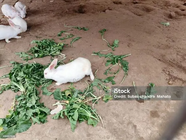 Very Active and Healthy Rabbits · Photo 2