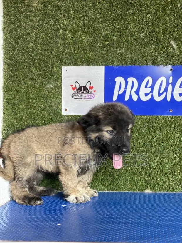 1-3 months Male Purebred Caucasian Shepherd · Photo 1