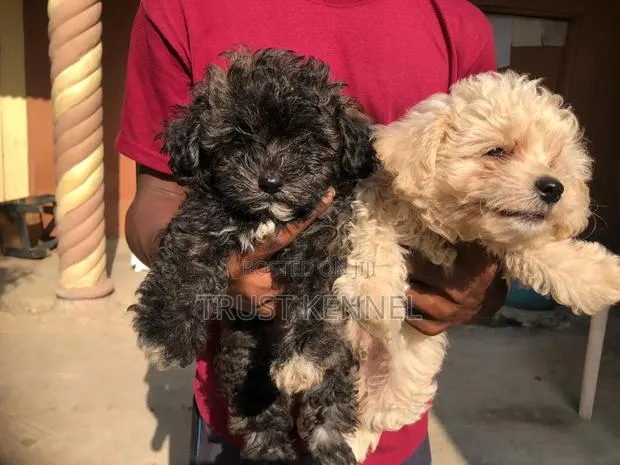 1-3 months Male Purebred Poodle · Photo 1
