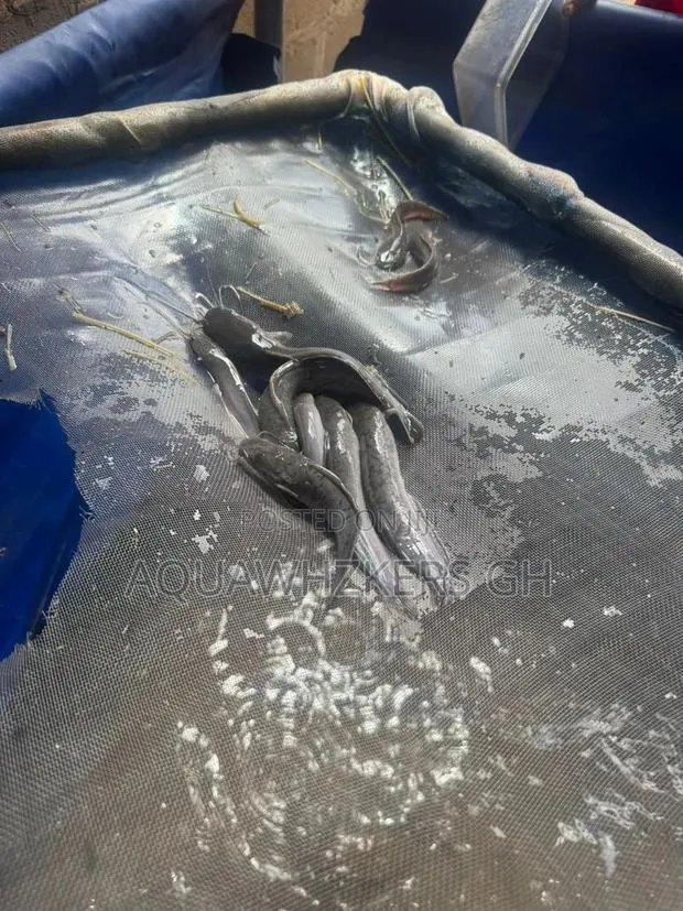 Start Your Catfish Farm Business With Us · Photo 1