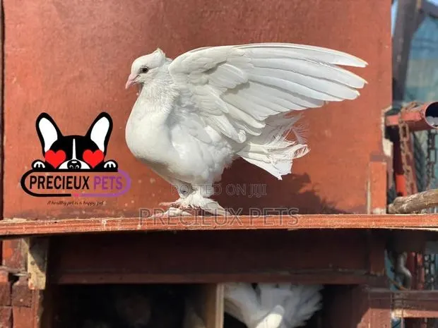 1 Pair Of White Indian Fantail Pigeons · Photo 1