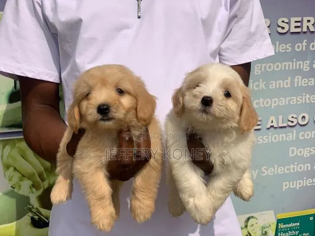 1-3 months Female Purebred Poodle · Photo 1