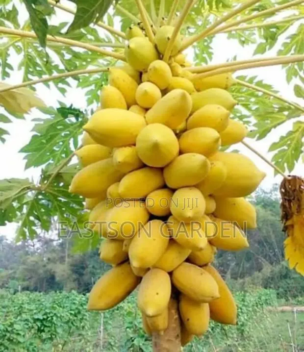 Yellow Exotic Pawpaw Seedlings
