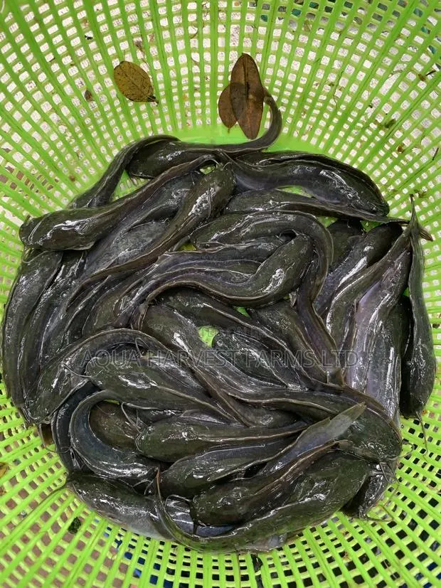 Catfish Fingerlings / Fast Shooters · Photo 1