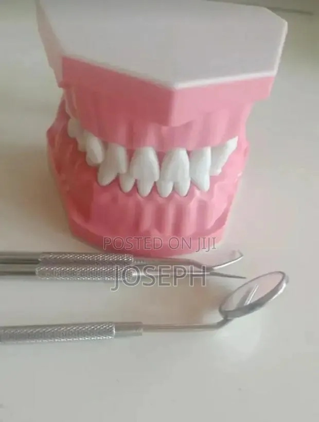 Dental Teeth Anatomy · Photo 2