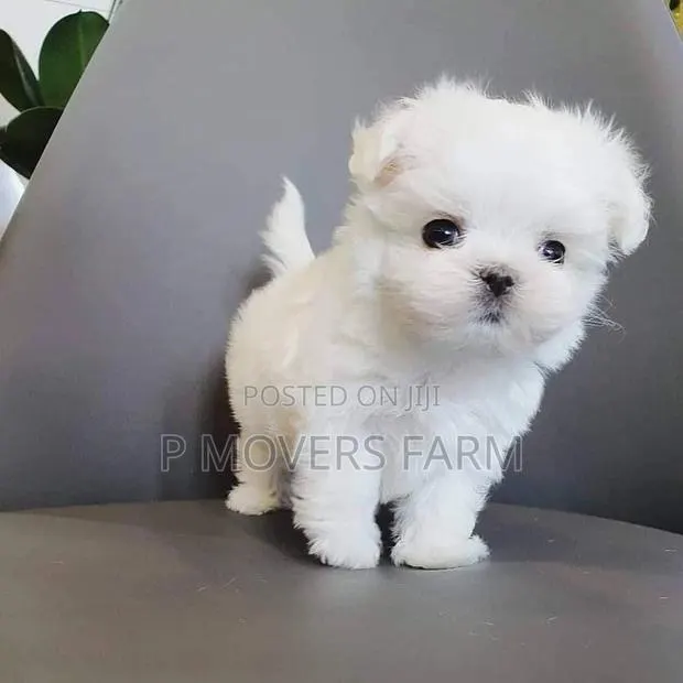 1-3 months Male Purebred Maltese · Photo 1