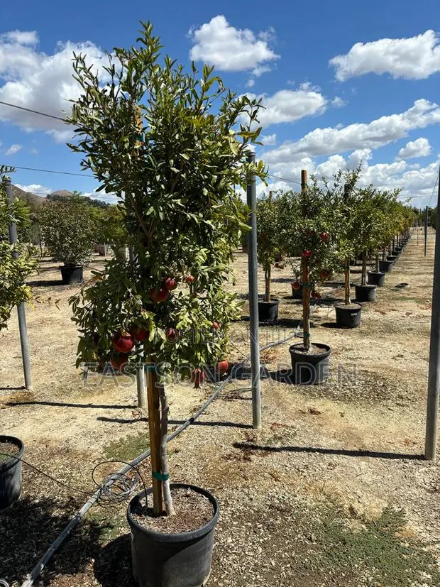 Exotic Pomegranate Seedlings Dwarf Tree · Photo 4