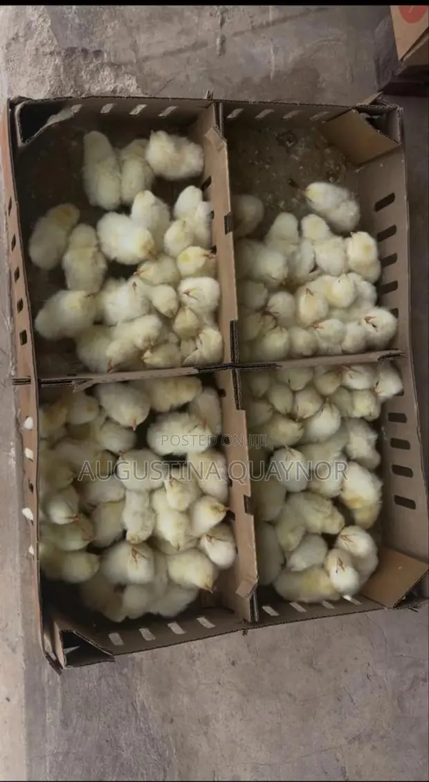 Poultry Layers · Photo 1
