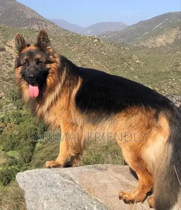 3-6 months Female Purebred German Shepherd · Photo 1