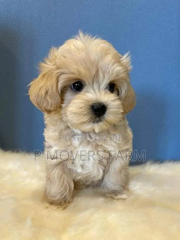 1-3 months Male Purebred Poodle · Photo 1