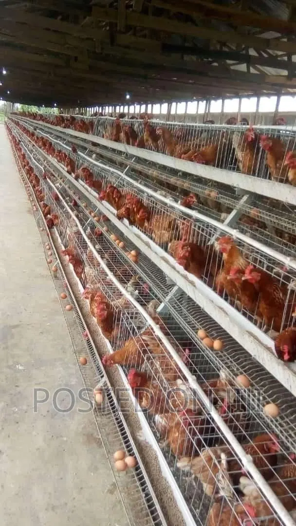 Automatic Battery Chicken Cage System · Photo 1