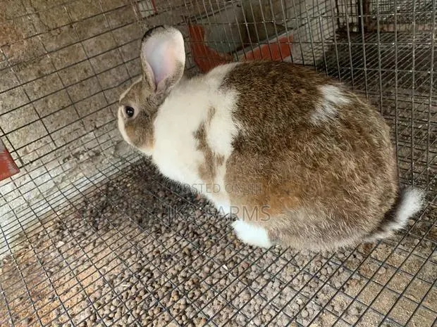 Healthy Rabbits for Sale · Photo 1