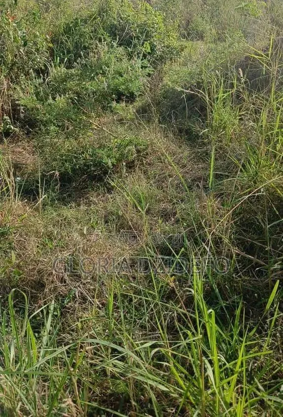 Fertile Farmland and Residential Area at Abutia Volta Region · Photo 1