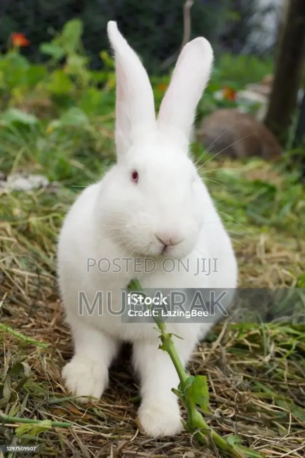 Very Active and Healthy Rabbits · Photo 4
