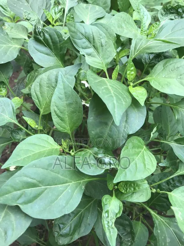Pepper Plants(Bulk Order) · Photo 1