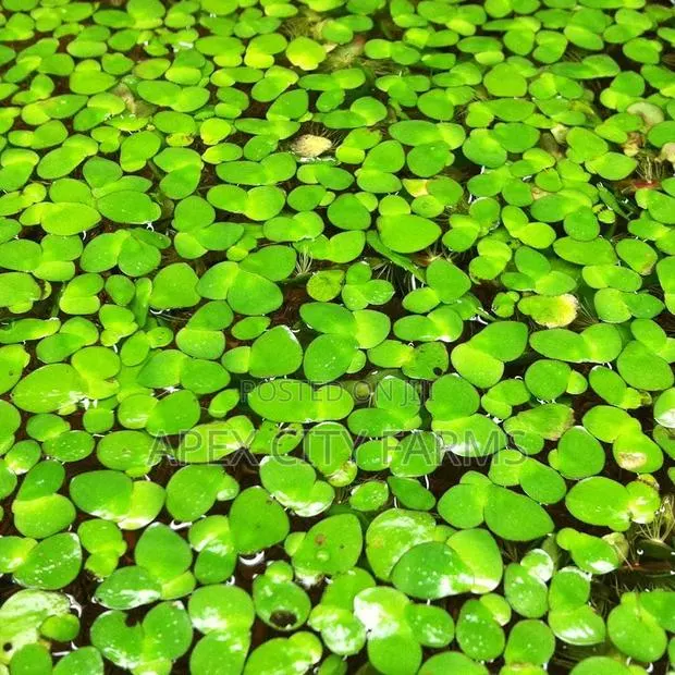 Apex Cheapest Fresh Duckweed for Sale · Photo 1