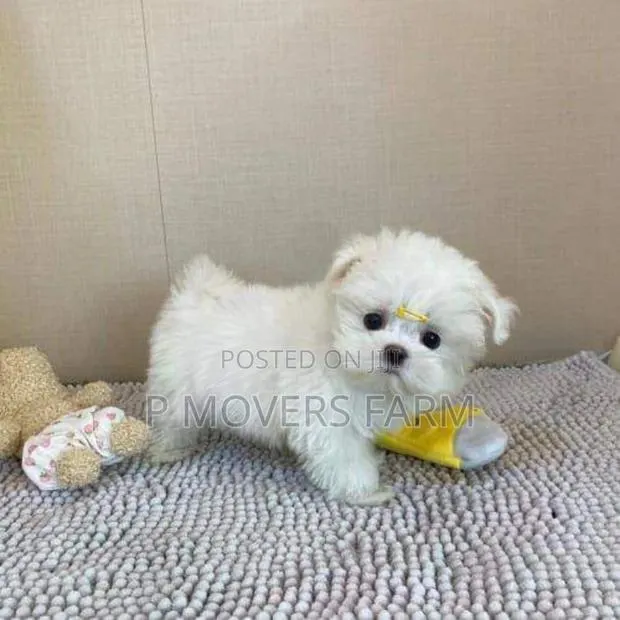 1-3 months Male Purebred Maltese · Photo 1
