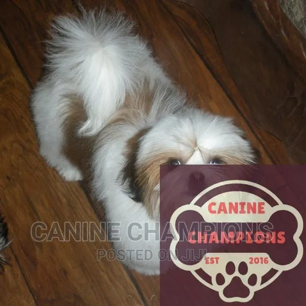 1-3 months Female Purebred Shih Tzu · Photo 1