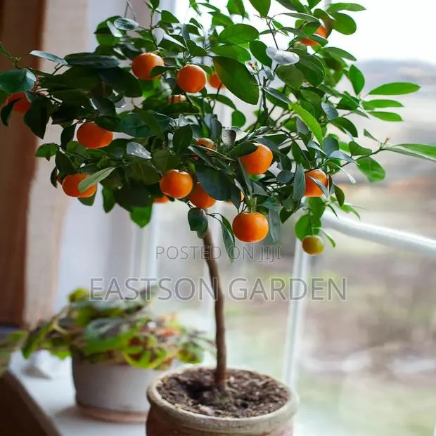 Exotic Clementines Seedlings · Photo 4