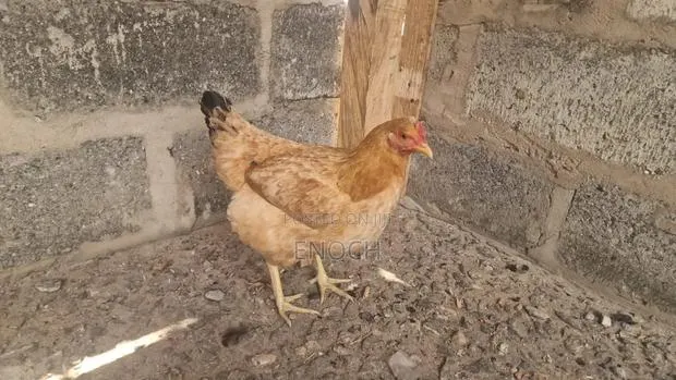 Local Chicken's · Photo 1