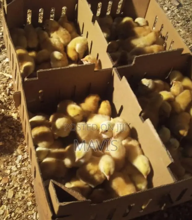 Sasso Day Old Chicks · Photo 1