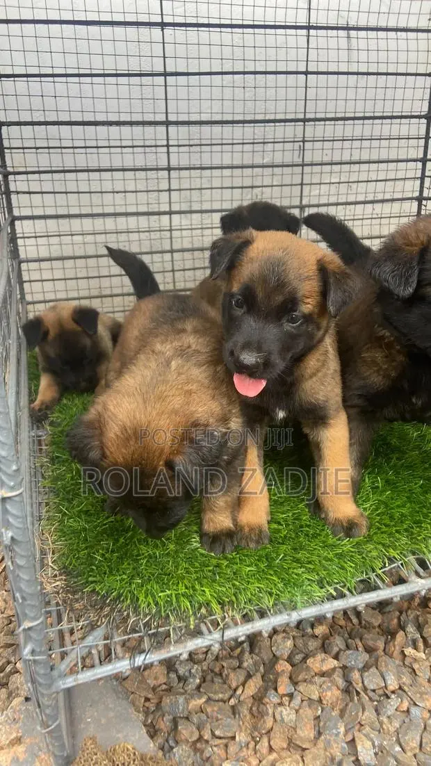 1-3 months Male Purebred Belgian Malinois · Photo 1