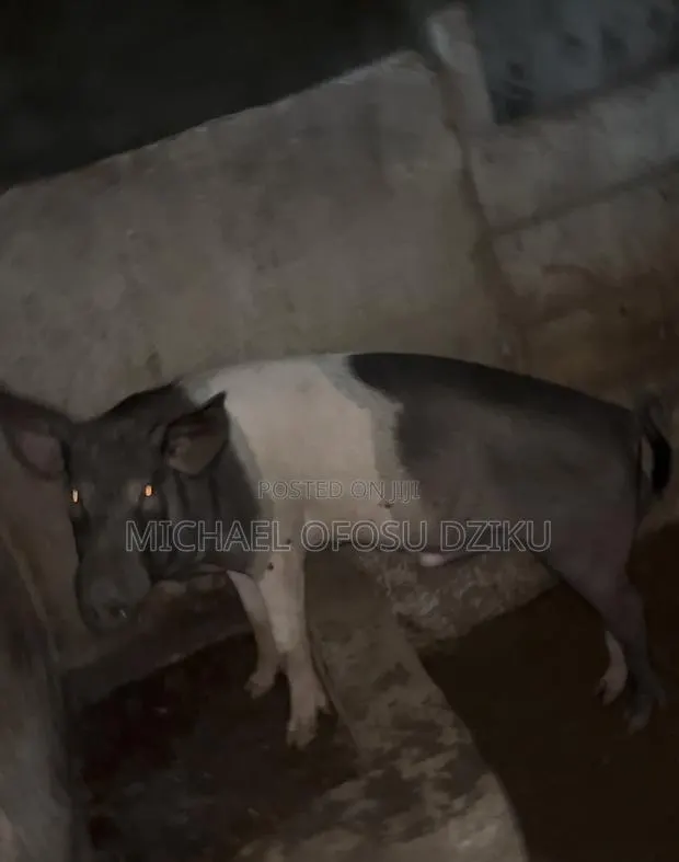 Pigs for Sale · Photo 1