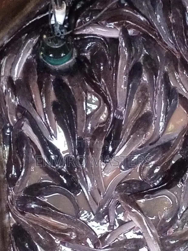 Catfish for Sale · Photo 4